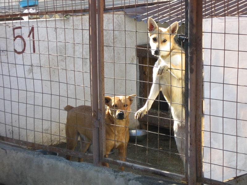 Lascia il cane in canile perché non può mantenerlo. Poi ci ripensa, ma...