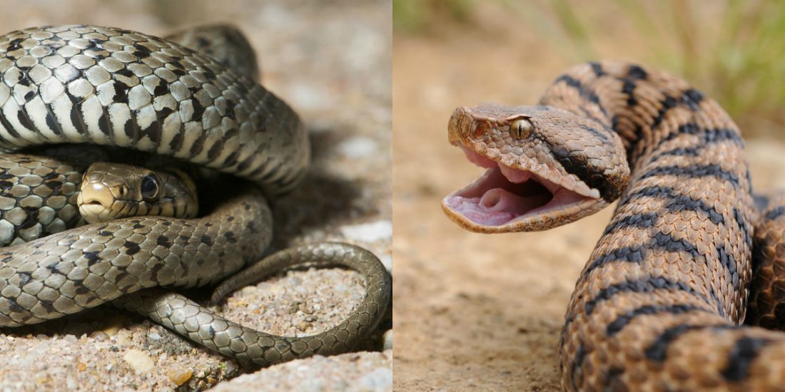 Biscia e vipera: le differenze