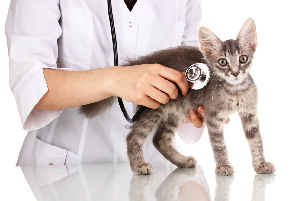 Bronchite nel gatto: sintomi e terapia