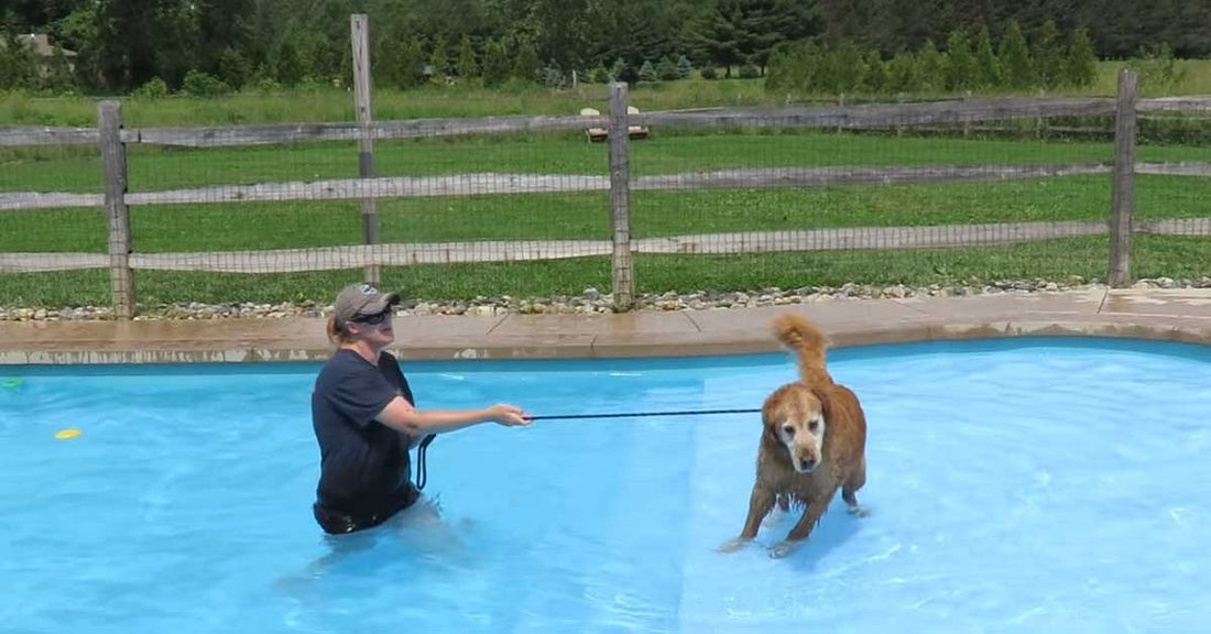 Il primo bagno di un cane molto anziano [VIDEO]