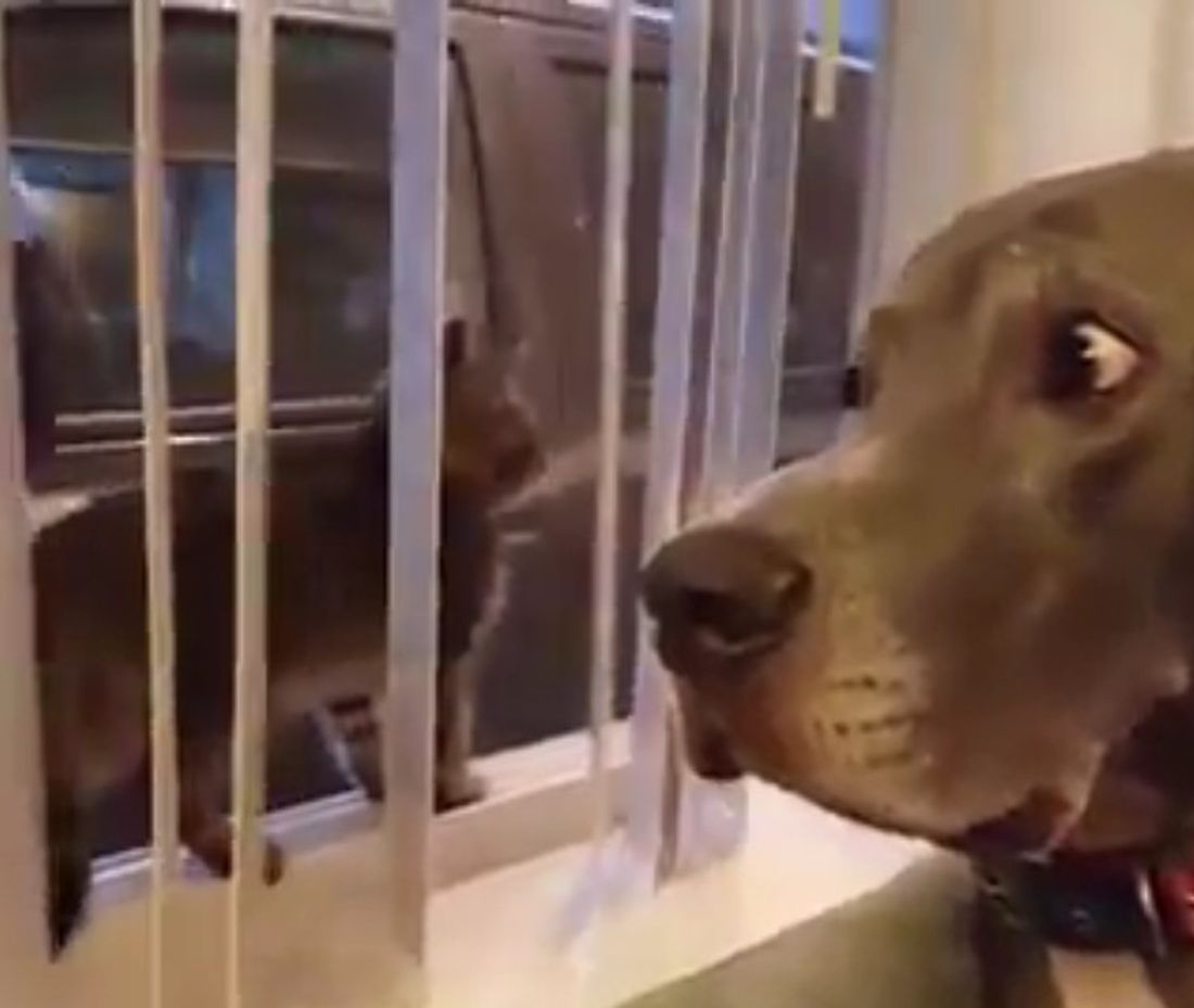 Un cane non molto coraggioso [VIDEO]