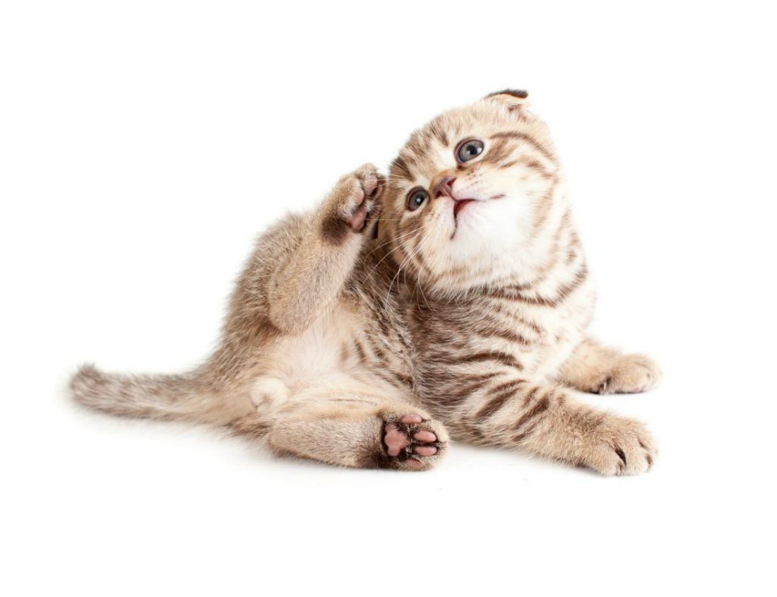 “L’esperto risponde” – Dermatite da contatto nel gatto: cause e cura