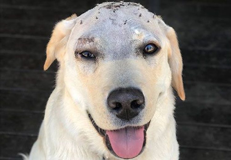 Trova il cane con più di 30 "punture" sulla testa: la verità lo sconvolge