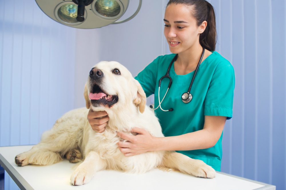 “L’esperto risponde” – Enterite cane: cause, sintomi e rimedi per la patologia