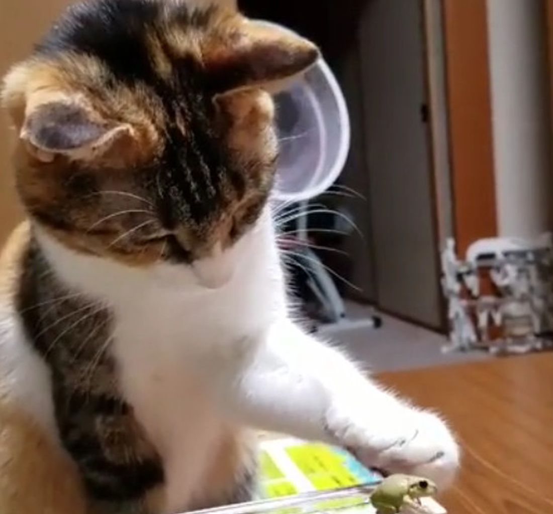 Un gatto molto attento [VIDEO]