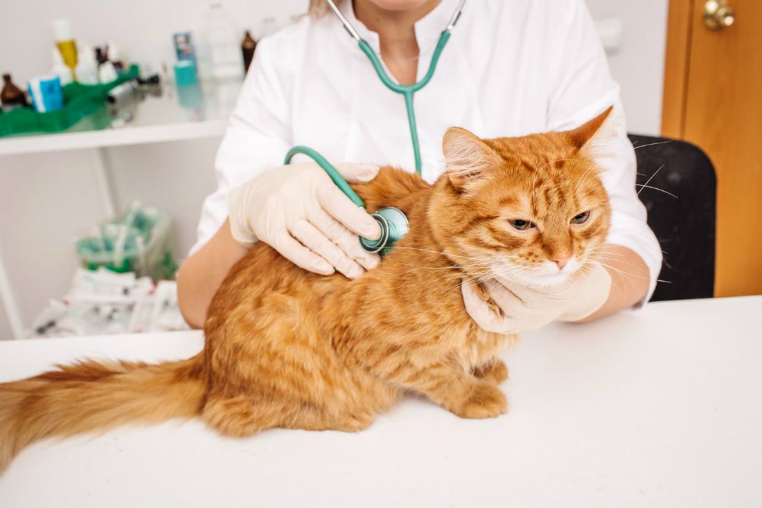 Albumina bassa nel gatto: cause e rimedi