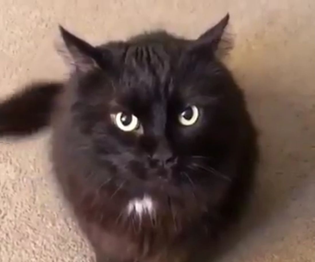 Il gatto che non vuole sentirsi dire di no [VIDEO]