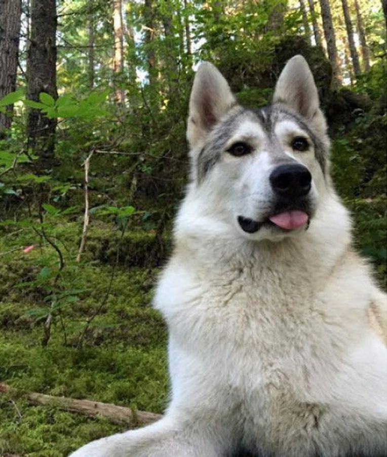Shock in Canada: cane da terapia ucciso davanti agli occhi della proprietaria