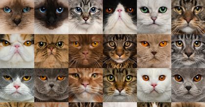 Gatti e astrologia: dimmi di che segno sei e ti dirò quale micio scegliere