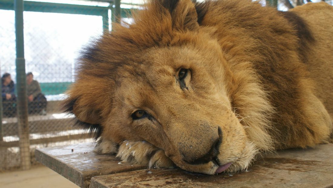 Immagini shock: animali drogati allo zoo per scattare foto con i turisti