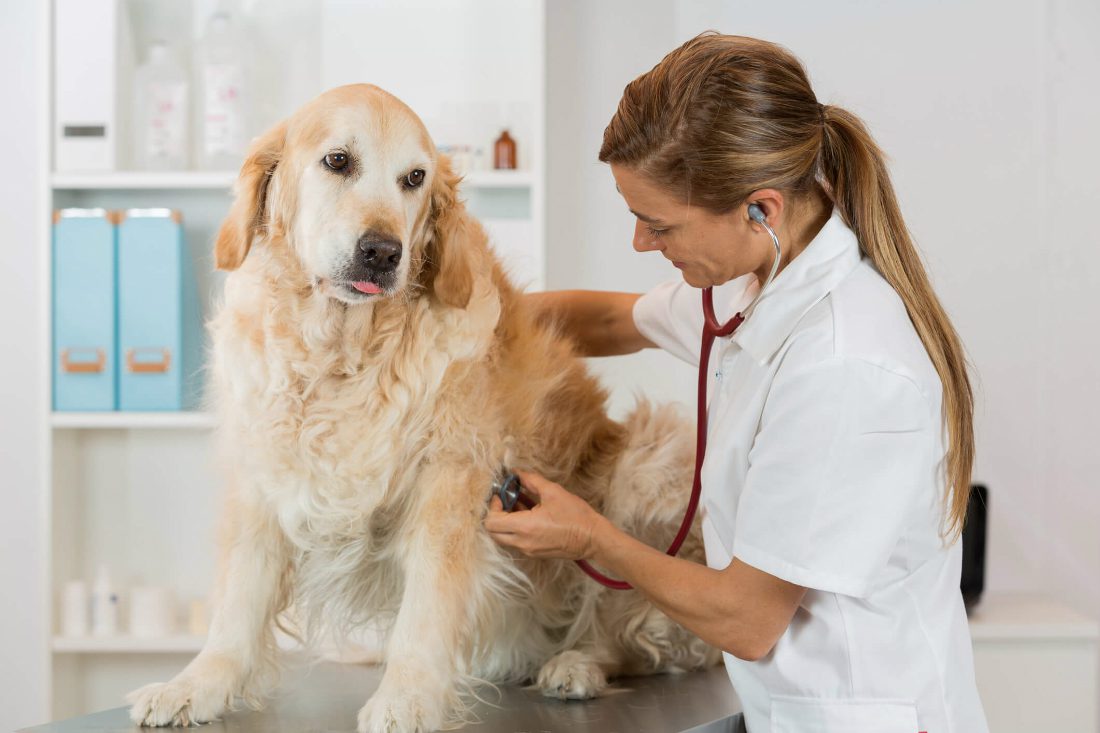 Muco nelle feci del cane: cause e cura