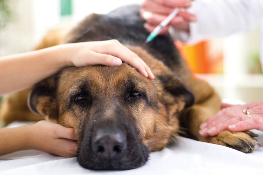 Bilirubina alta nel cane: cause, sintomi e conseguenze