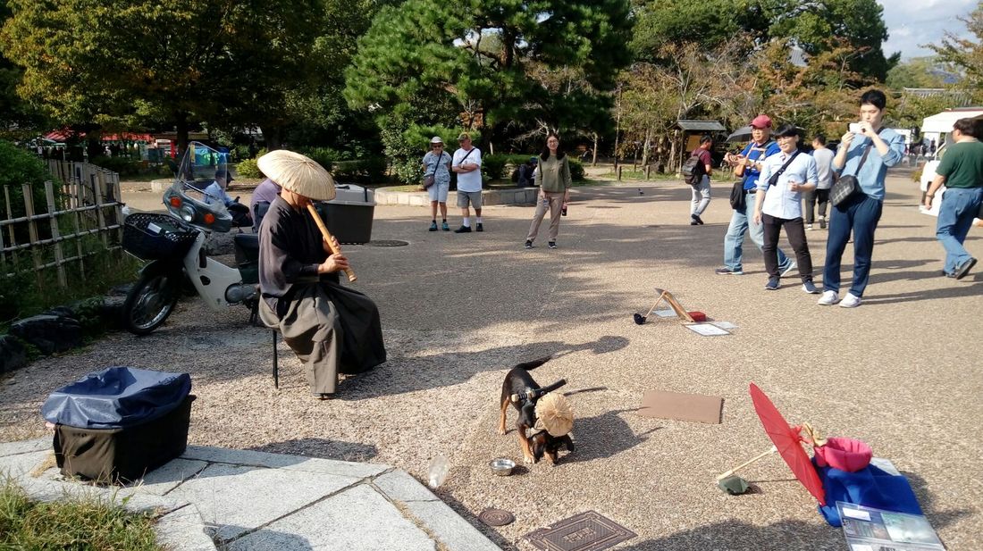 “Caro amico ti scrivo…”: Il cane samurai [VIDEO]