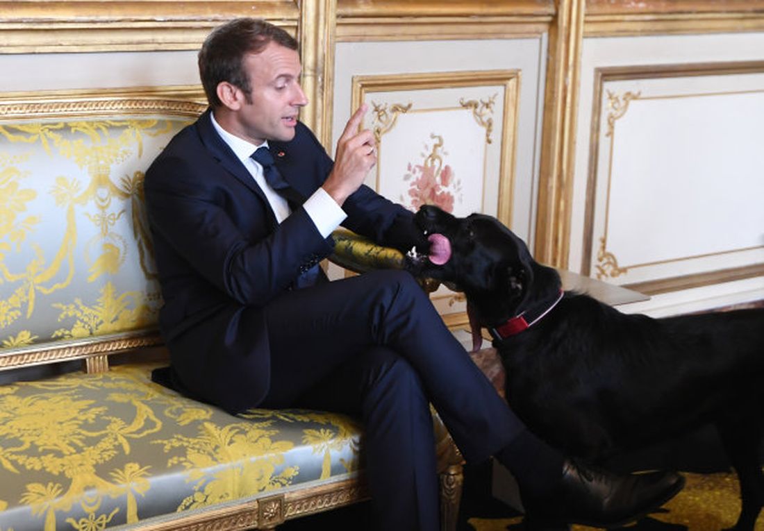 Imbarazzo all’Eliseo: il cane di Macron fa la pipì sul caminetto durante una riunione di governo