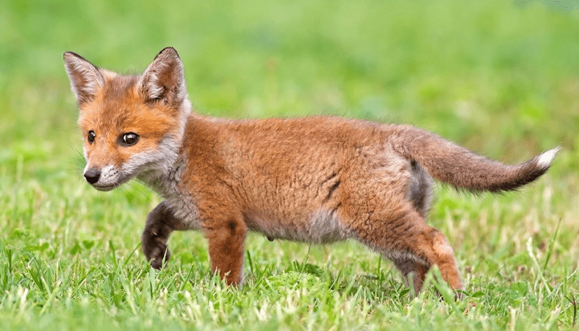 Tiene una volpe a casa e in catene, donna denunciata. Ma l'animale che fine farà?