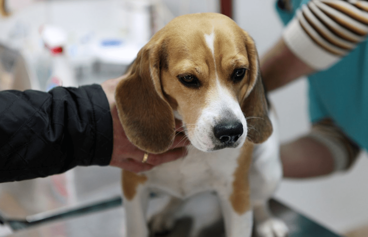 Permessi retribuiti per curare cani e gatti. Ecco come ottenerli