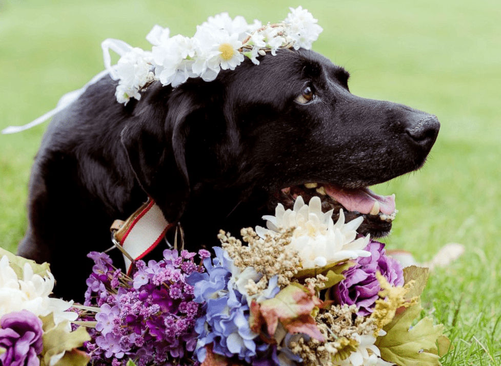 Coppia non vedente vuole il cane guida accanto alle nozze: ma il prete dice no