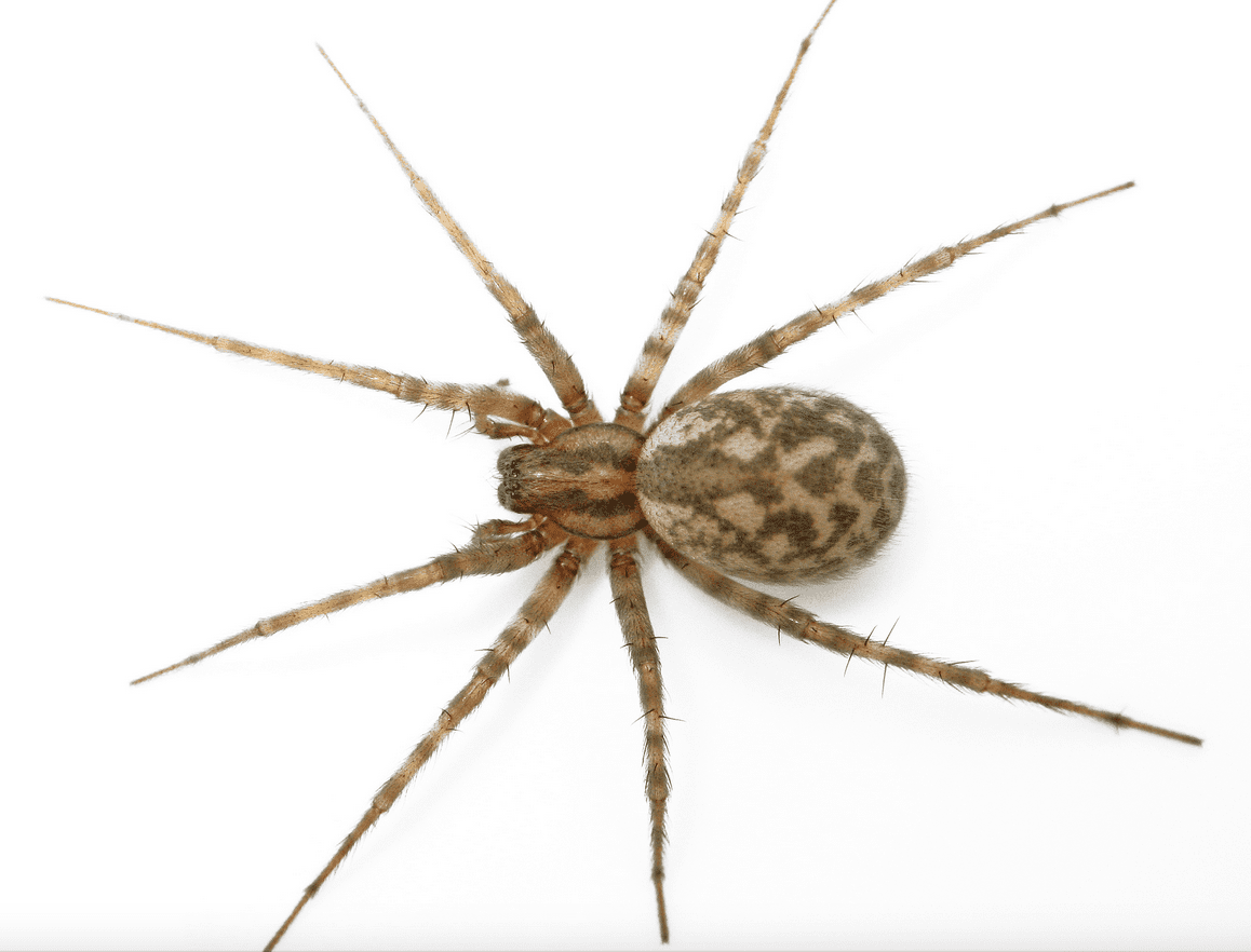 Allarme ragni giganti: cosa fare se ne trovate uno in casa
