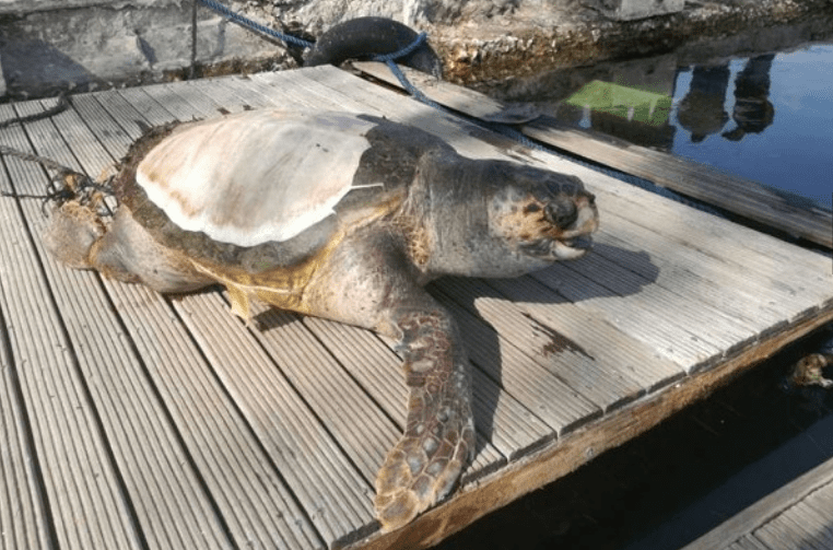 La tremenda fine della tartaruga Gaetana: ecco cosa le hanno fatto