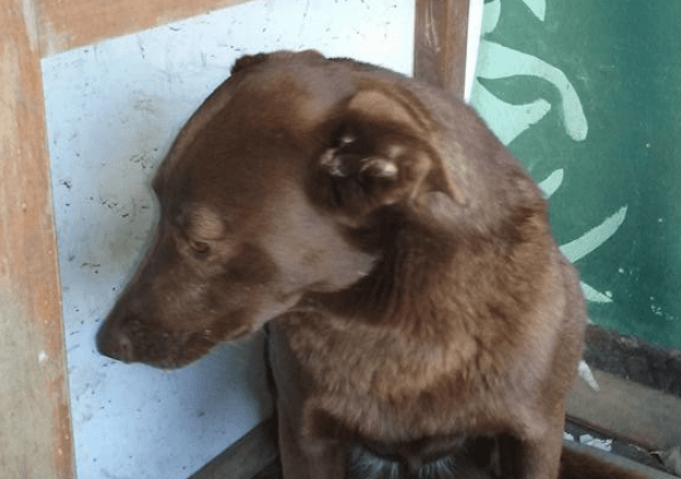 Dopo 2 anni in canile il cane è depresso: una foto gli cambia la vita [VIDEO]