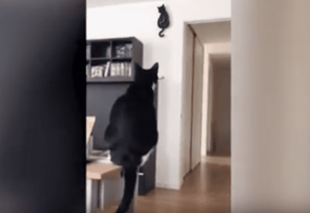 Il gatto muove la coda… puntuale come un orologio [VIDEO]