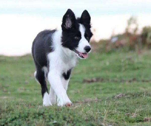 Il cane Timmy, sparito a Bergamo e ritrovato a Bruxelles: cosa gli è accaduto?