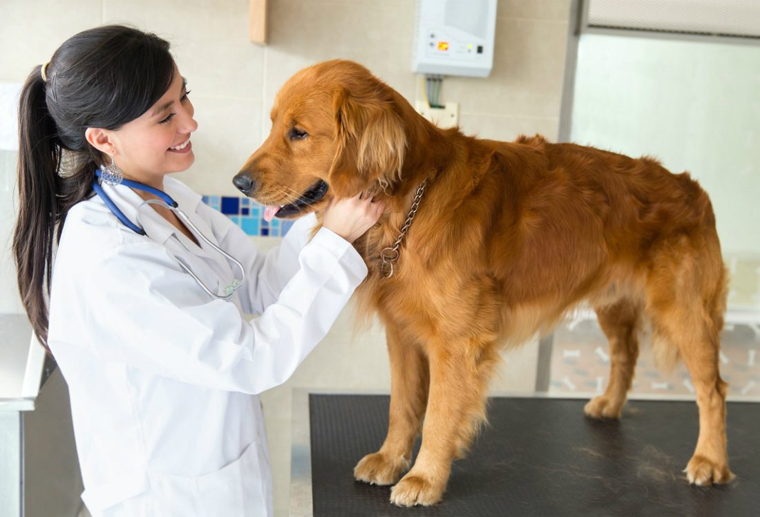 “L’esperto risponde” – Bronchite nel cane: sintomi e rimedi