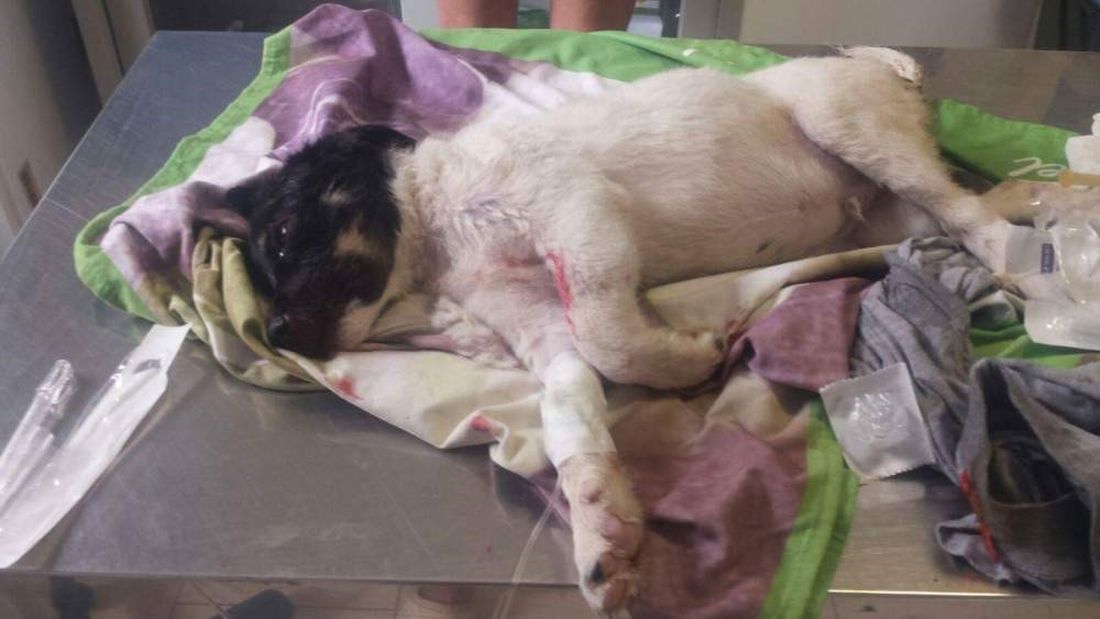 Entrano in casa per rubare e massacrano di botte il cane: violenza inaudita a Ladispoli