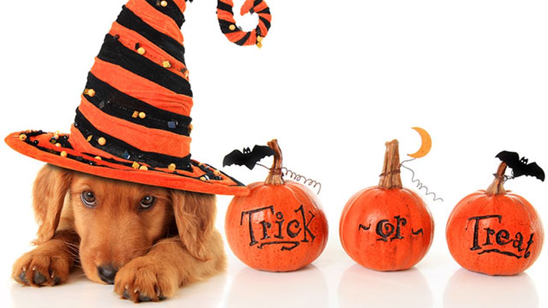 Cani, gatti e Halloween: loro preferiscono i dolcetti