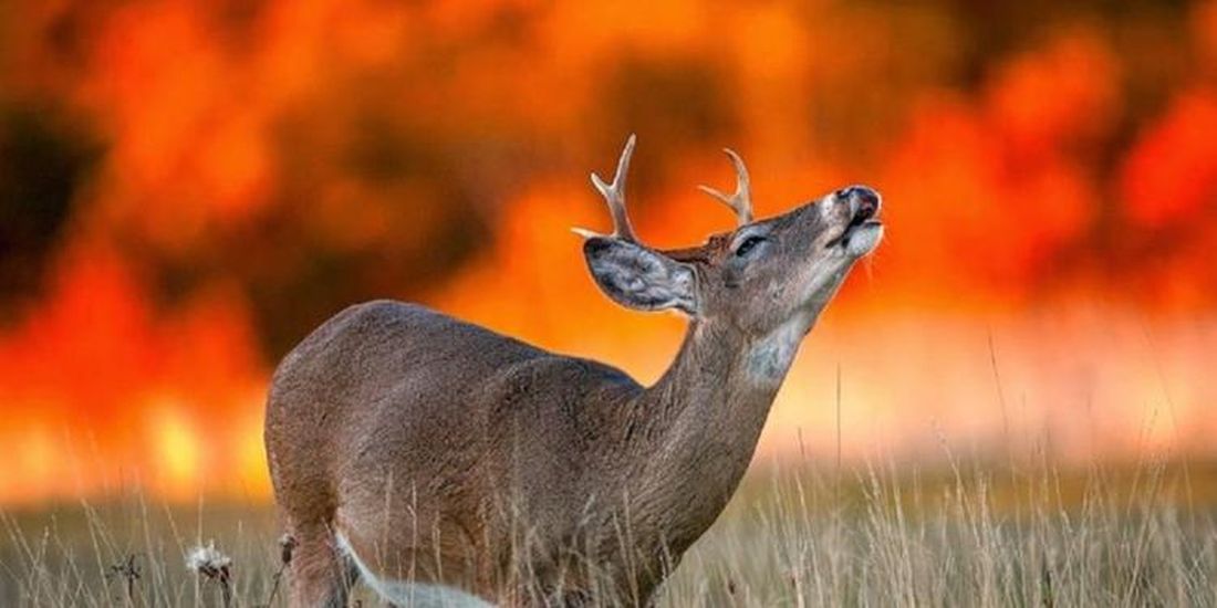 Piemonte: gli animali in fuga dalle fiamme trovano la morte per mano dei cacciatori