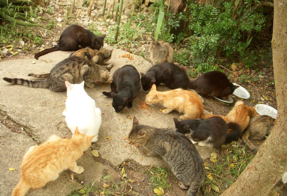 Condanna esemplare per il bastonatore di gatti di Brindisi: finirà in prigione