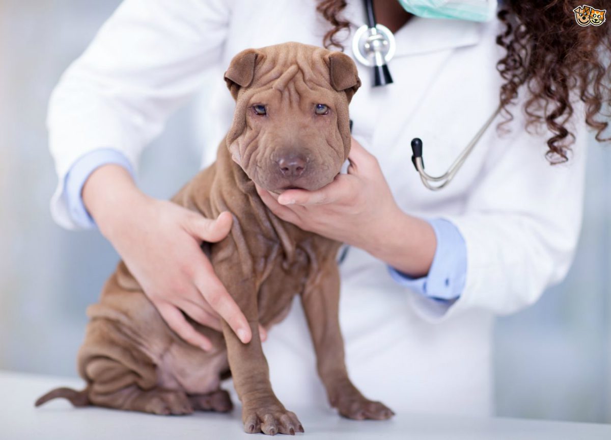 “L’esperto risponde” – Cistite nel cane: quale alimentazione seguire