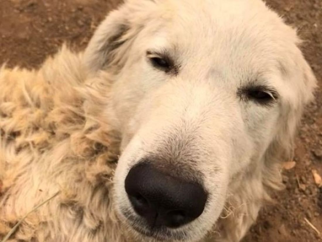 Il cane eroe che ha rischiato la vita per salvare un gregge dalle fiamme