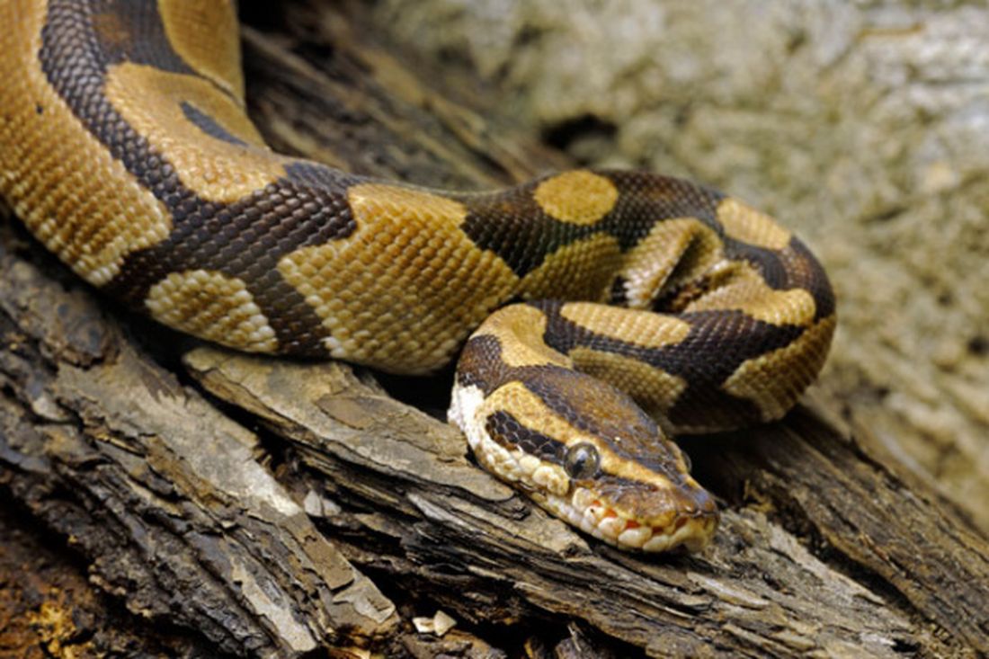 Immagini shock: serpente gigante ingoia un cane e poi lo vomita