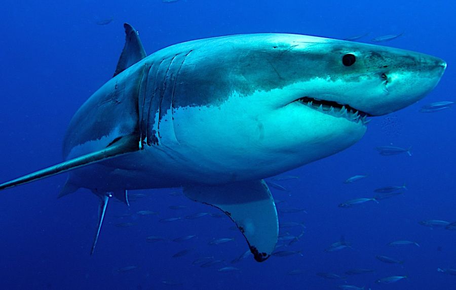Panico a Rimini: avvistato enorme squalo bianco a pochi metri dalla riva [VIDEO]