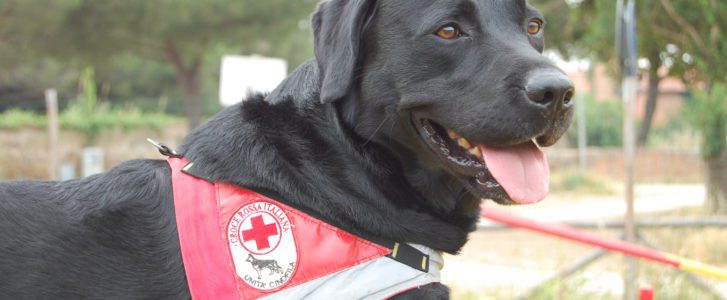 Addio a Zagor, cane della Croce Rossa: "In 12 anni ha salvato molte vite"