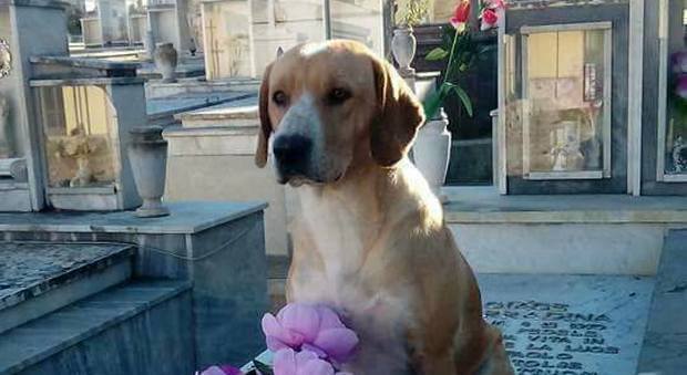 Avvelenano il cane del cimitero: non dava fastidio a nessuno