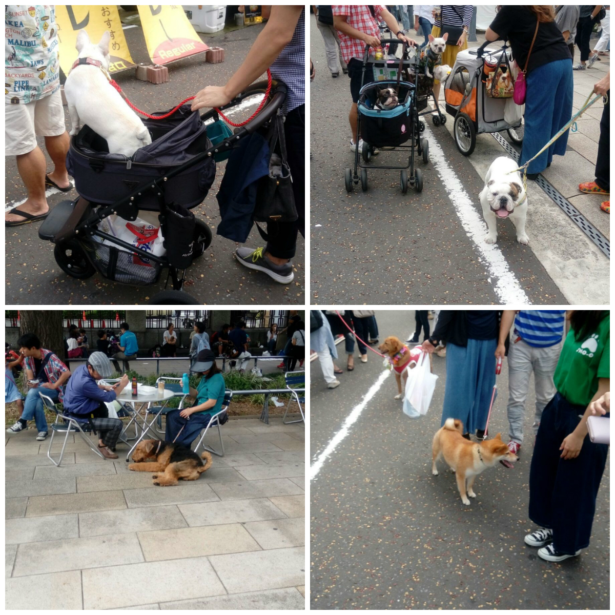 “Caro amico ti scrivo…”: Come vivono i cani in Giappone? [FOTO]