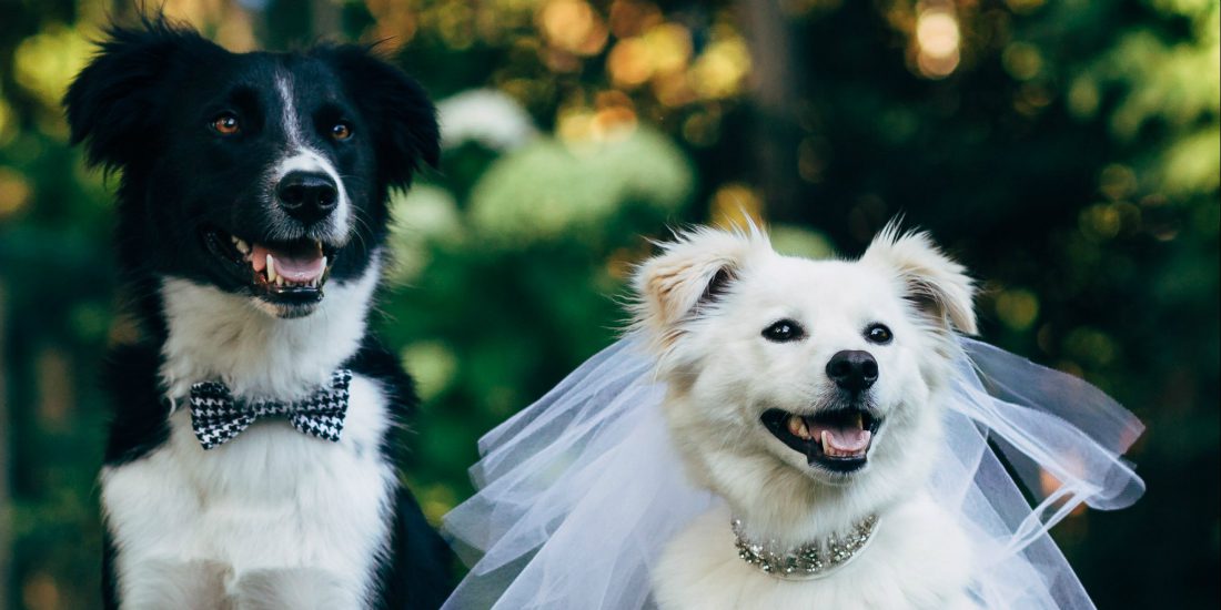 Matrimoni tra cani: una moda rivoluzionaria