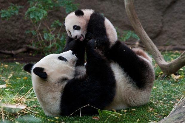 Cina, comincia il progetto per salvare la specie: due panda tornano in natura [VIDEO]