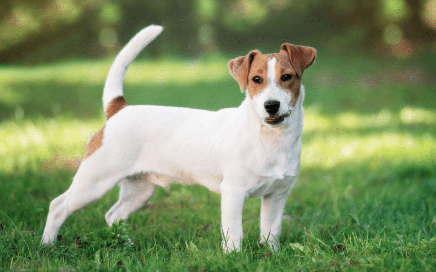 Si getta nel canale per salvare il suo cane, ci riesce ma muore affogata