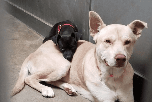 Il cagnolino vive grazie al suo amico gigante: Felix e Oscar sono inseparabili