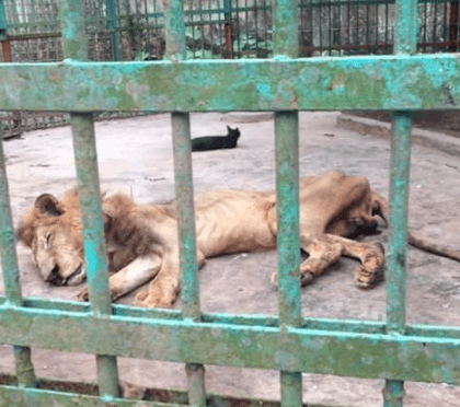 Il leone è scheletrico e sta morendo: lo zoo lo tiene in gabbia per farlo vedere