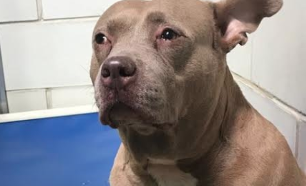 Il Pit Bull piange chiuso nel box: quelle lacrime gli cambiano la vita