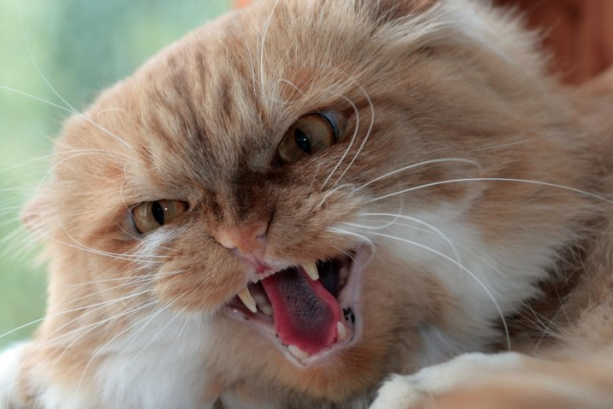 Se il gatto è aggressivo: 3 cause da non sottovalutare