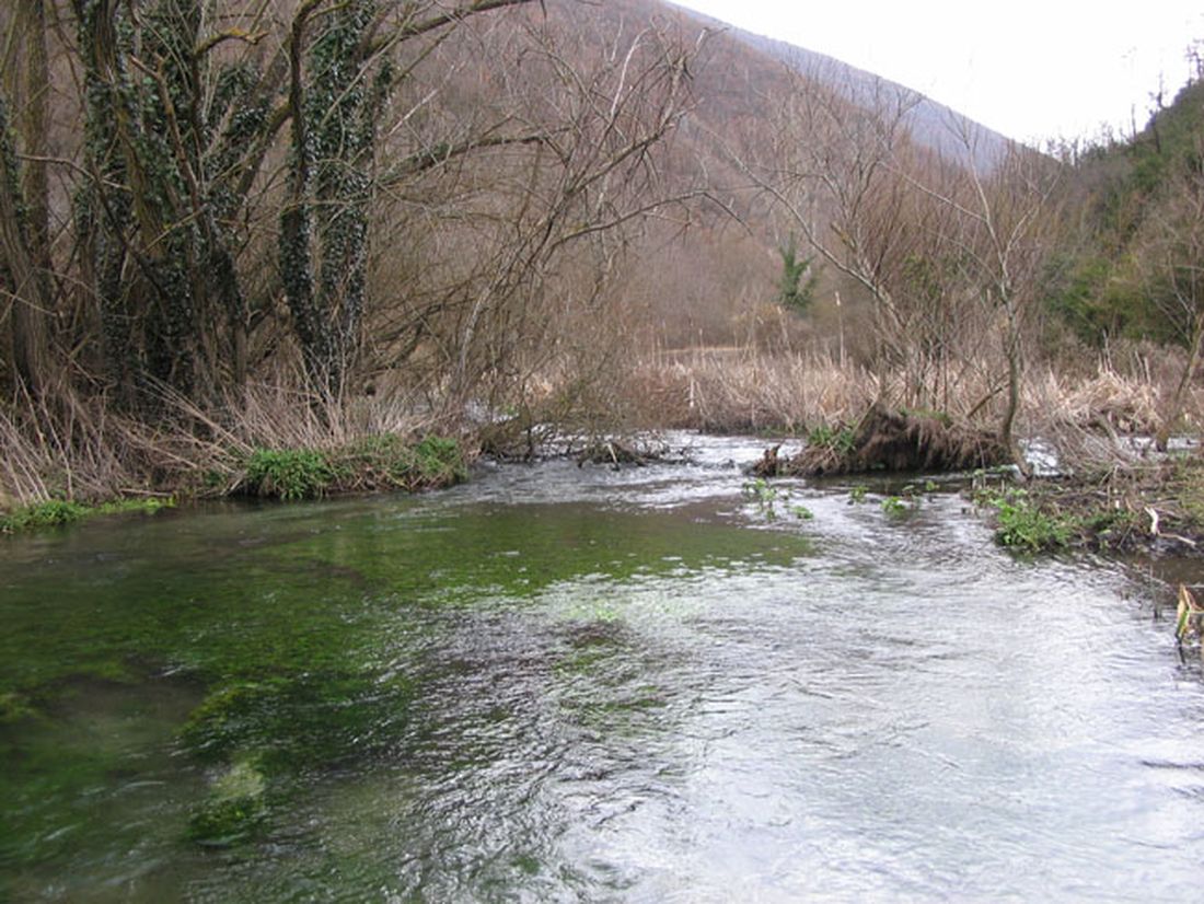 Cucciolo finisce nel fiume, ciò che fa la madre è incredibile…