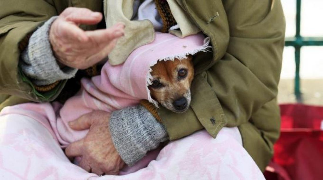 Emergenza freddo: a rischio 5.000 cani dei clochard