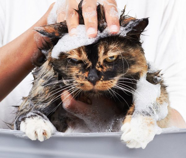 Come lavare un gatto in modo naturale (e senza spargimenti di sangue!)