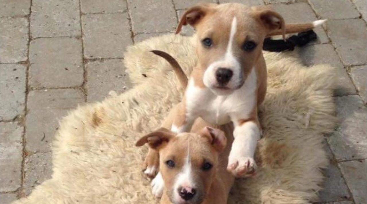 Frigg e Marley, Amstaff uccisi dallo Stato: Iceberg sarà la prossima?