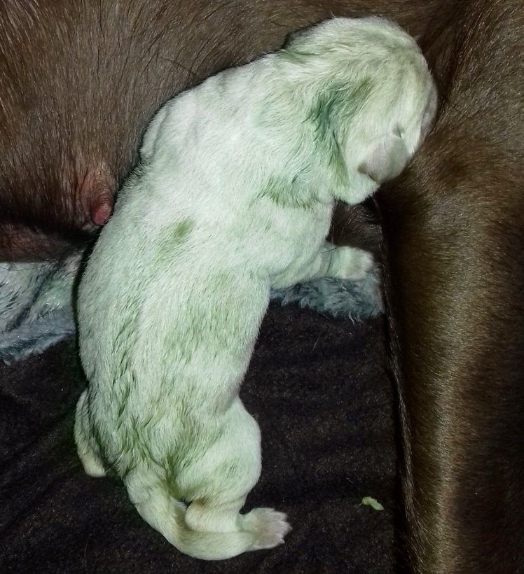 Immagini incredibili: Labrador partorisce e uno dei suoi cuccioli sconvolge tutti perché… [VIDEO]